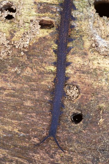 Media type: image; Invertebrate Zoology 29204